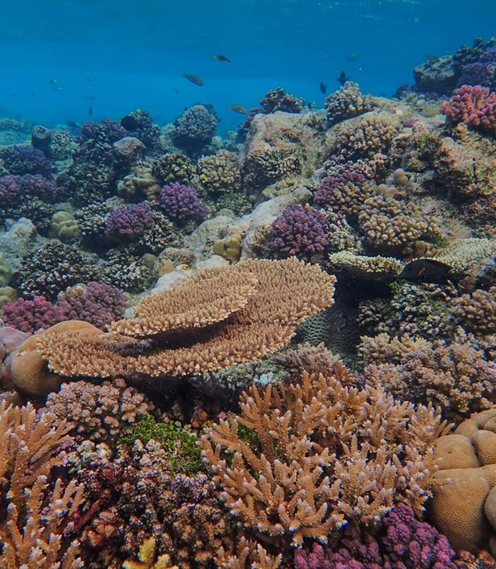 French Polynesia snorkeling