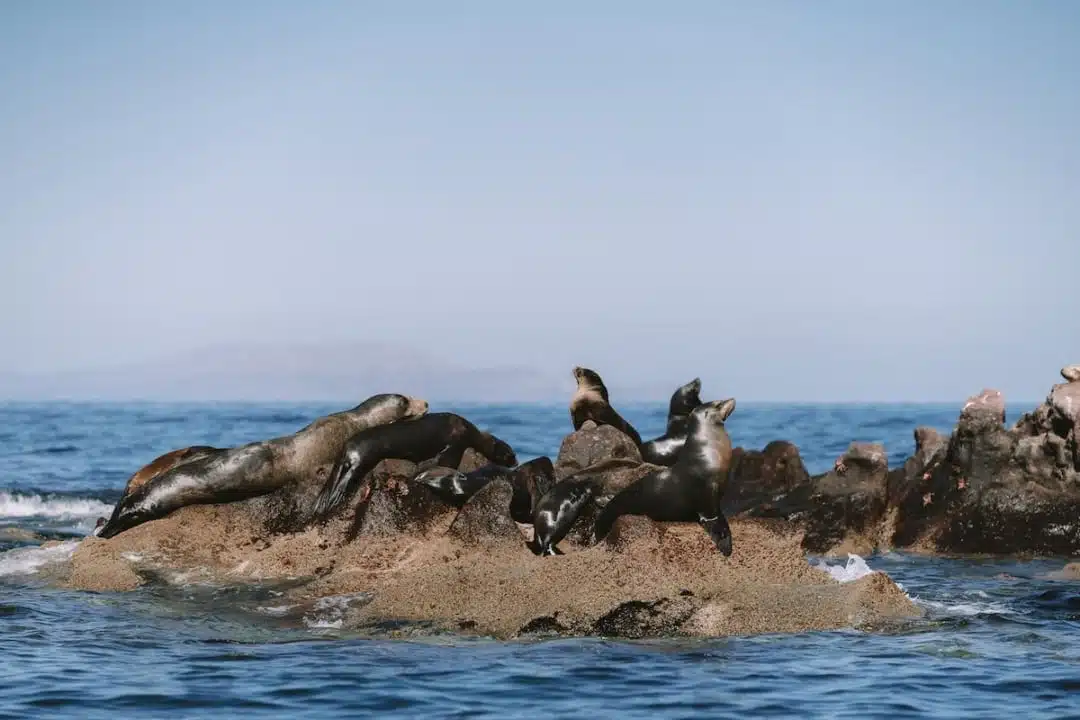 Swimming with sea lions at Isla Espiritu Santo
